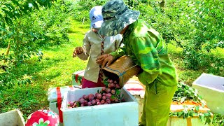 Picking Plums at The Beginning of The Season in The Most Beautiful Valley of Moc Chau Vietnam