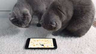 Game for cats by Cats Lika and Tom 217 views 5 months ago 2 minutes, 30 seconds