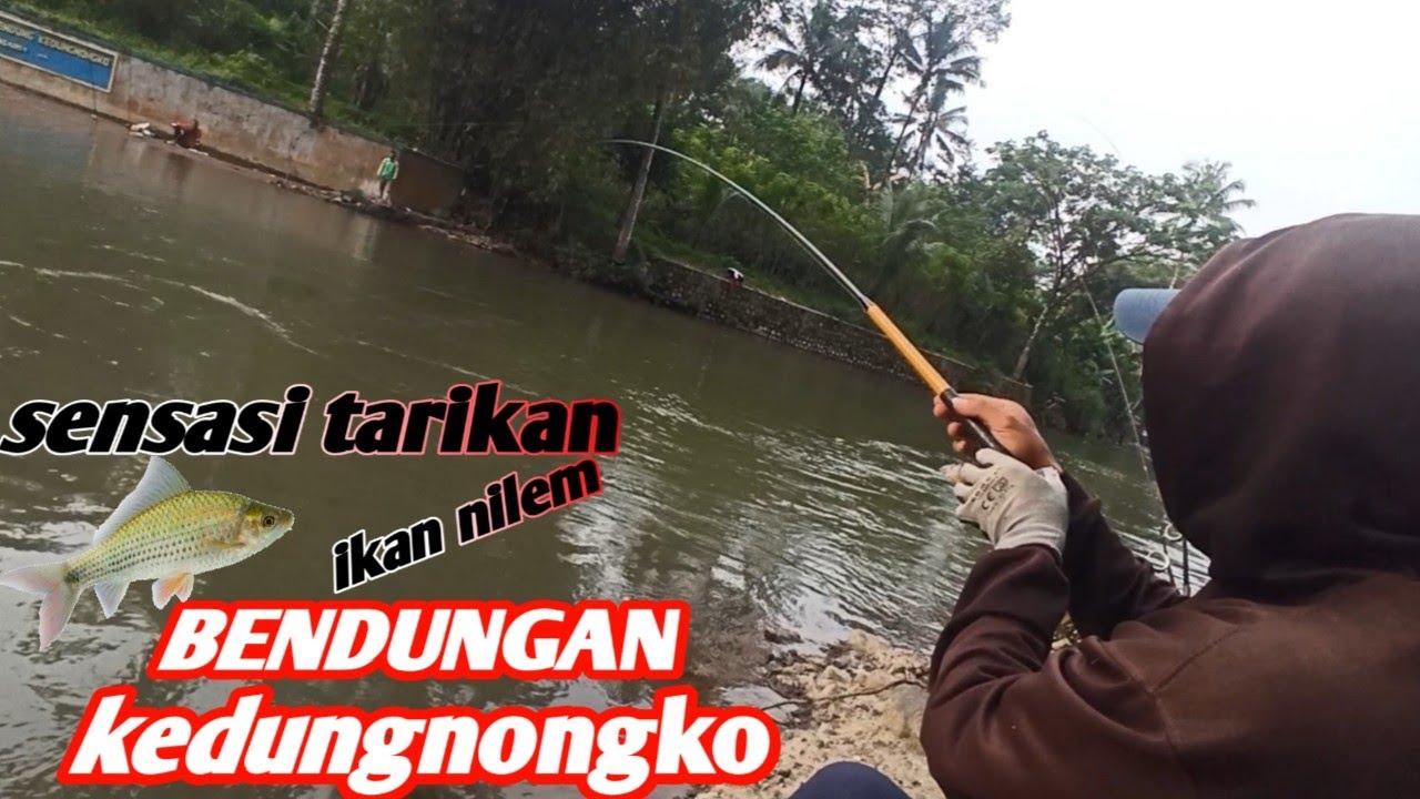 Nutul nilem bikin kawan melongo di #sungaiserayu