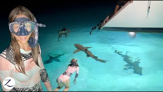 SHARKS SWARM our boat (so we SWIM with them!) Ep 275 by Sailing Zatara 234,164 views 2 months ago 24 minutes