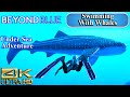 Swimming With a Whale Shark | Beyond Blue - An Ocean Adventure | 4K