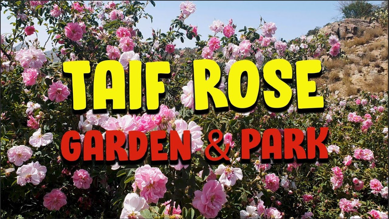 Rose garden taif