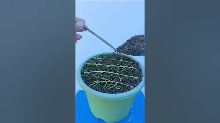 Planting propagation portulaca flower #shorts #plants #garden #flowers