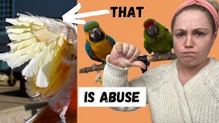 CLIPPING PARROT WINGS | WING CLIPPING IS WRONG | SHELBY THE MACAW