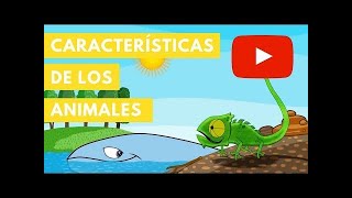 Características de los Animales | Camaleón