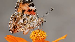 Imaginary Insect Model