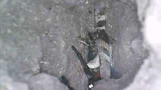 Geolycosa Vultuosa Caught An Oedipoda