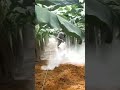 APLIKASI DOLOMIT PADA TANAMAN PISANG🍌