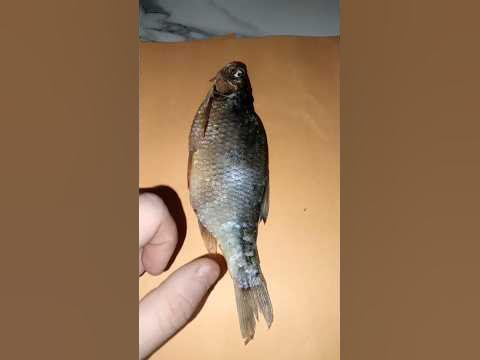 красноперка - YouTube