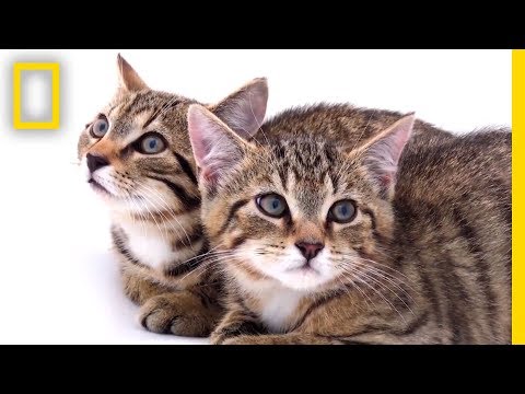 Rescued Scottish Wildcat Kittens Among Last of Their Kind | National Geographic