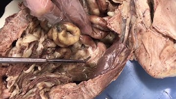 Cat Dissection Internal Organs