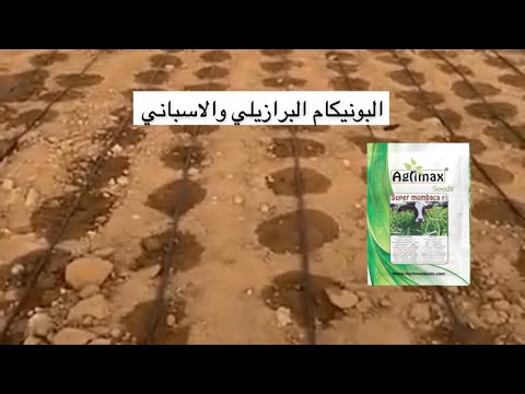 الفرق بين البونيكام البرازيلي والاسباني وطريقة الزراعة