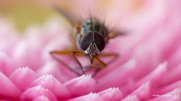 Using Raynox Close up lenses for macro photography with the Panasonic Lumix Fz200
