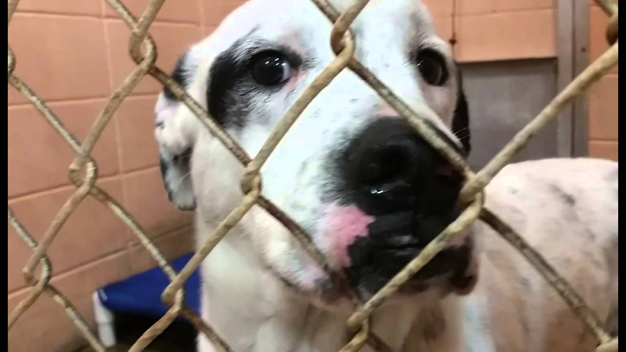 Never give up! At Jackson County Animal Shelter in Gautier, MS YouTube