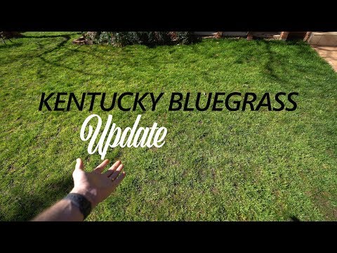 Video: Informace o Kentucky Bluegrass – Údržba Kentucky Bluegrass & Péče