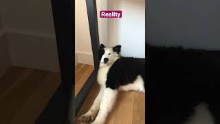 How Does A Yakutian Laika Sleep?