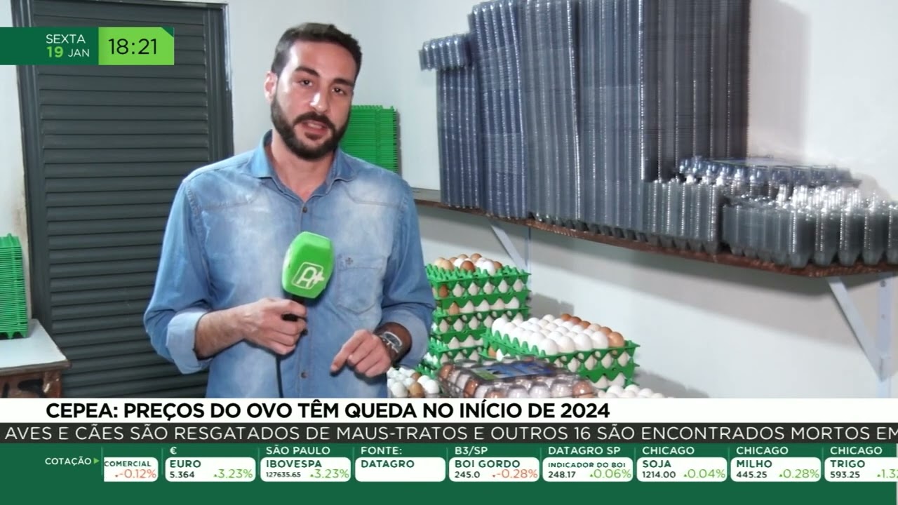 Cepea: preços do ovo têm queda no início de 2024