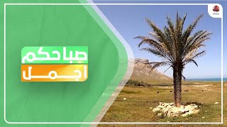 سقطرى ... أعجوبة حتى بأشجار النخيل فيها