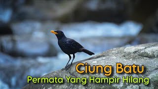 Mengungkap Kehidupan Burung Ciung Batu di Alam Liar