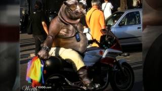 Download Lagu When Graphic Artists Get Bored - Chop A Hippo 7 [Worth1000] MP3