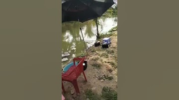 #Shorts Báo cá năm 2024 clip 24 - Hồ Câu Vườn Dừa ấp Ngã Tư, xã Nhuận Đức, huyện Củ Chi, TP HCM