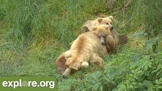 SUPERMOMS  Grazer/Holly/909 & their Adorable Cubs! Brooks Falls. Best of Brown Bears!