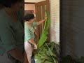 Chia sẻ kinh nghiệp tước lá chuối ở Nhật #nhacam #cuocsonglangque #garden #nongthon