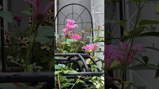 클레마티스 다이에나 &amp; 폼포넬라 장미 Clematis Diana &amp; Pomponella Roses