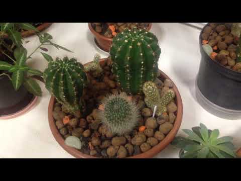 Video: Koja Je Funkcija Bodlji Kaktusa