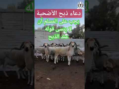 دعاء الذبح هو أهم شيء قبل الذبح إستمع إلى هذا الدعاء صلوا على النبيﷺ اشتركوا في القناة محتاج دعمكم