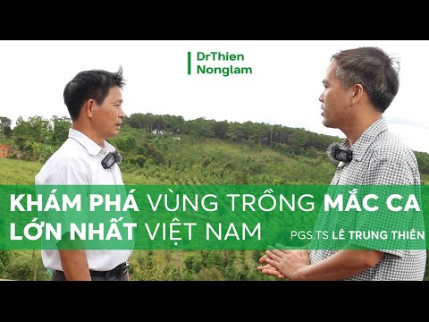 Video: Macadamia Nut Tree - Tìm hiểu về cách trồng Macadamia Nut
