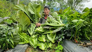 Harvesting Green Vegetabless Goes to the market sell   take care of the pet | Solo Survival