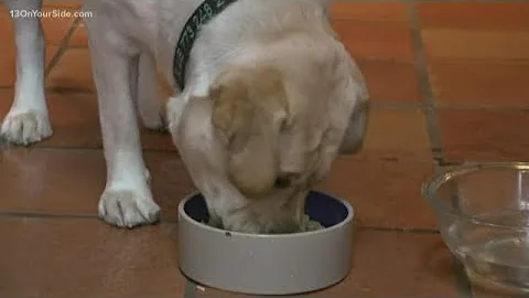 FDA investigating link between grain-free food and heart failure in dogs