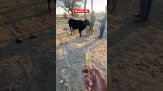 Cow Masis Cow Video Cow Medicine