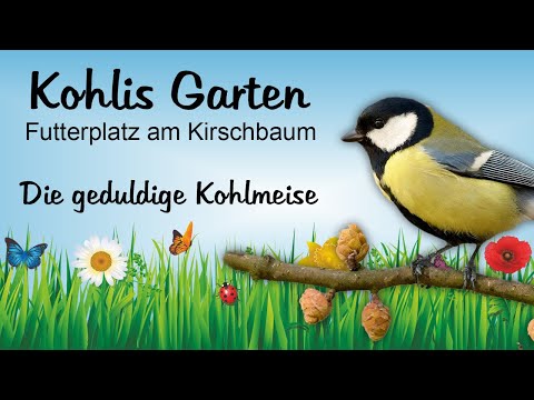 Futterplatz am Kirschbaum - Die geduldige Kohlmeise (Juni 2022)