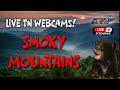LIVE Webcams in the Smokies! - Explore Tennessee
