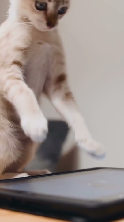 Ipad Games For Cats YouTube ipad-games-for-cats-youtube