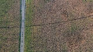 Aerial View Of Corn Fields And A Dirt Road.
