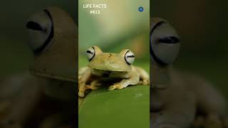 613. Frog Facts: Do They Even Drink Water? The Surprising Truth!