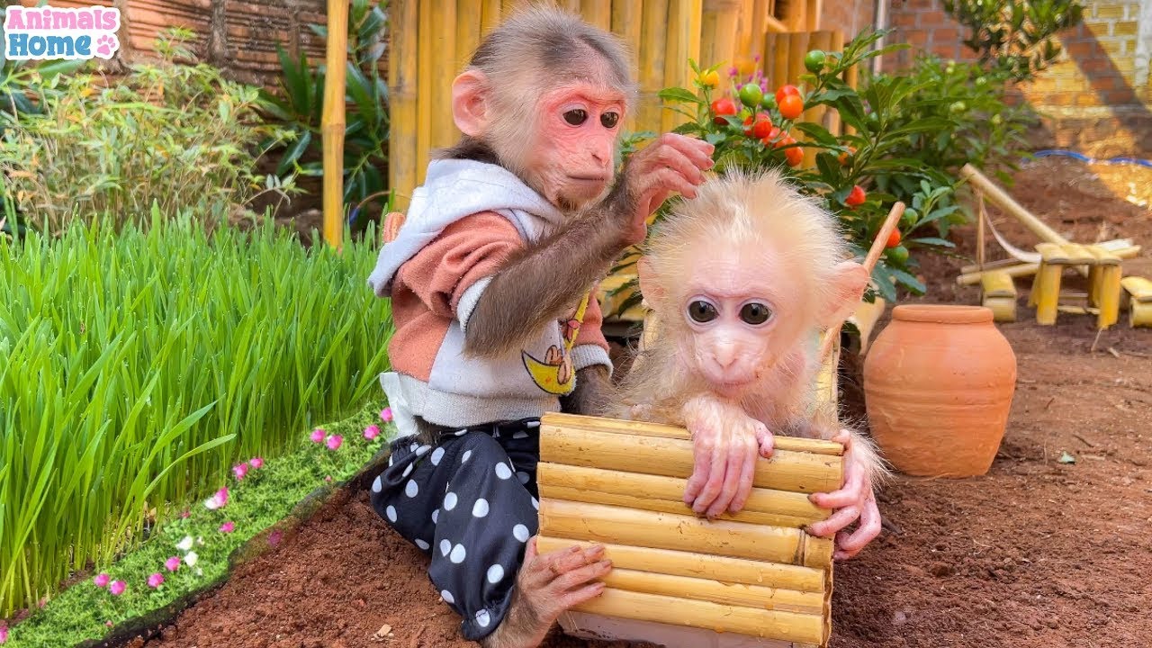 BiBi obedient helps dad take care of baby monkey OBi