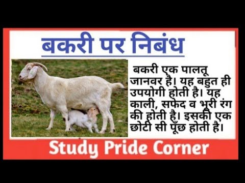 about goat essay writing in hindi