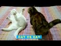 Cat vs Cat - Cats Being Jerks