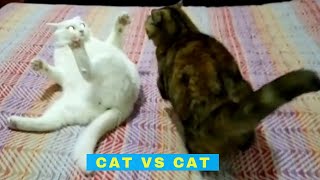 Cat vs Cat  Cats Being Jerks