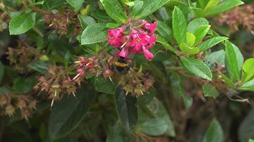 Kid Experiments: Recording Sounds in Nature | English | Darwin and Newts