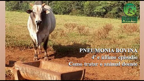 Como Tratar pneumonia em bovinos?