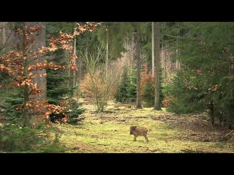 Das grüne Wunder - Clip 