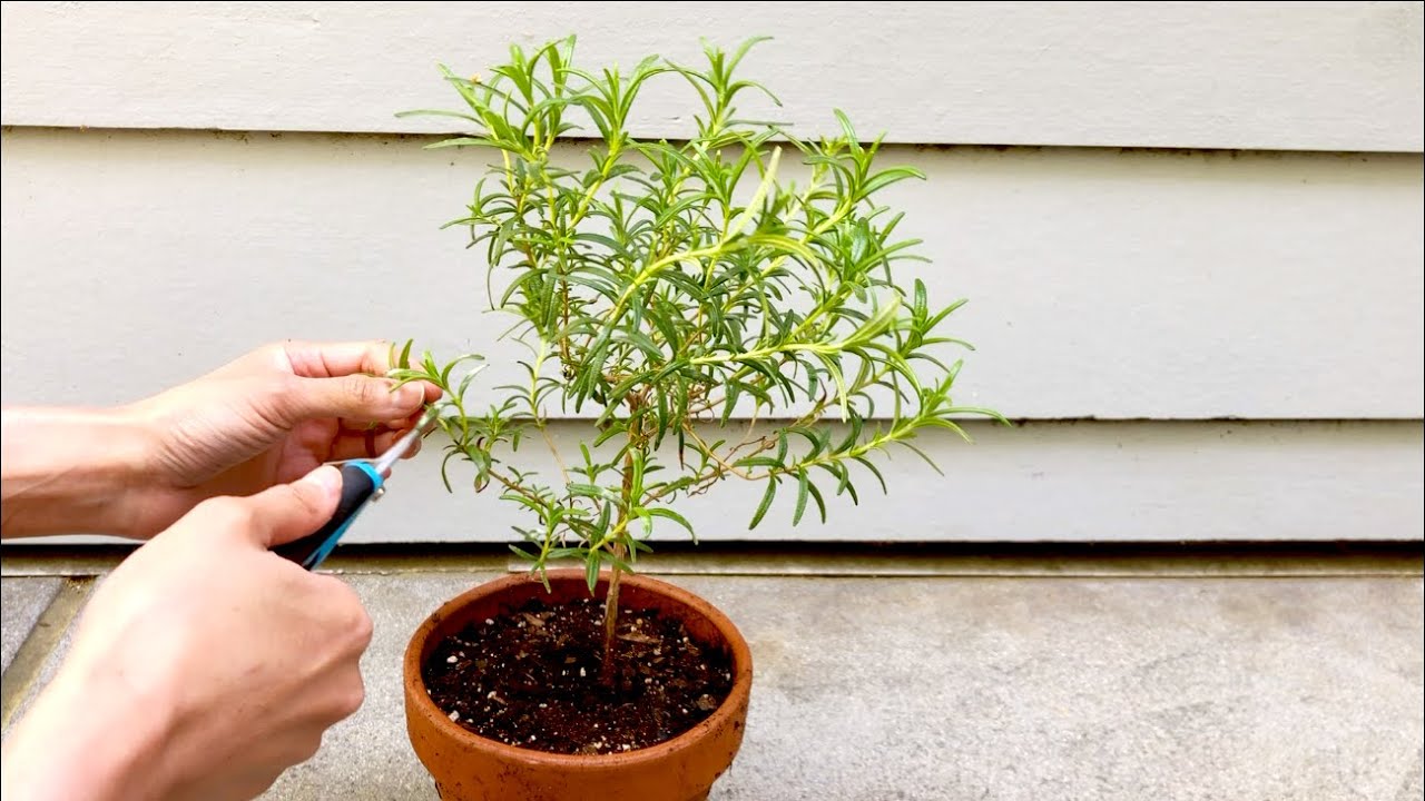 Rosemary Plant Trimming Shaping Topiary YouTube
