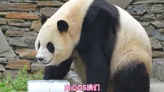 250715001福宝拥有冰块，冰镇公主显摆冷气自由！福猪猪开启皇家消暑模式，四爪扒冰上演液态熊名场面
