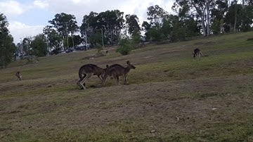 kangaroo (chuột túi) in Australia