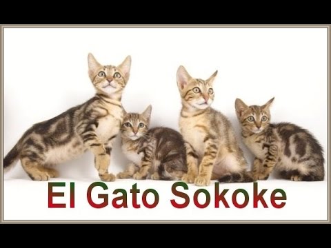 Video: Sokoke Forest Cat Raza De Gato Hipoalergénico, Salud Y Vida útil
